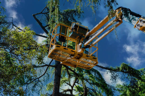 Best Tree Fertilization  in Newfoundland, NJ