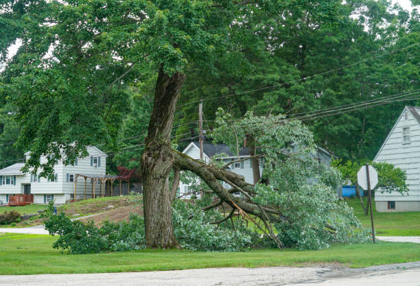 Best Root Management and Removal  in Newfoundland, NJ