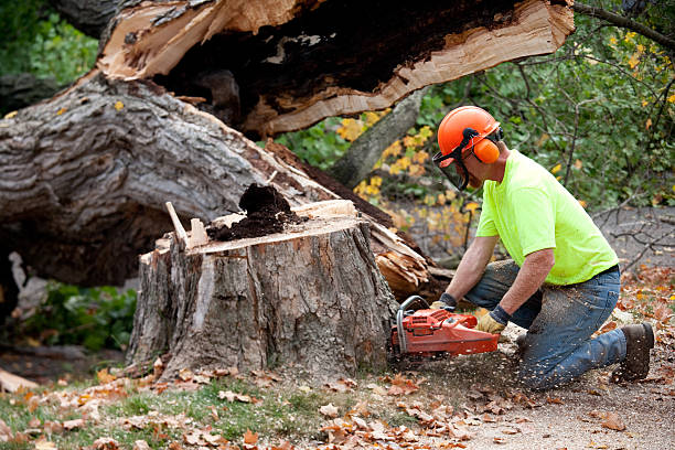 Best Aeration Services  in Newfoundland, NJ