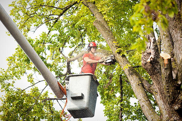Best Tree Maintenance Programs  in Newfoundland, NJ